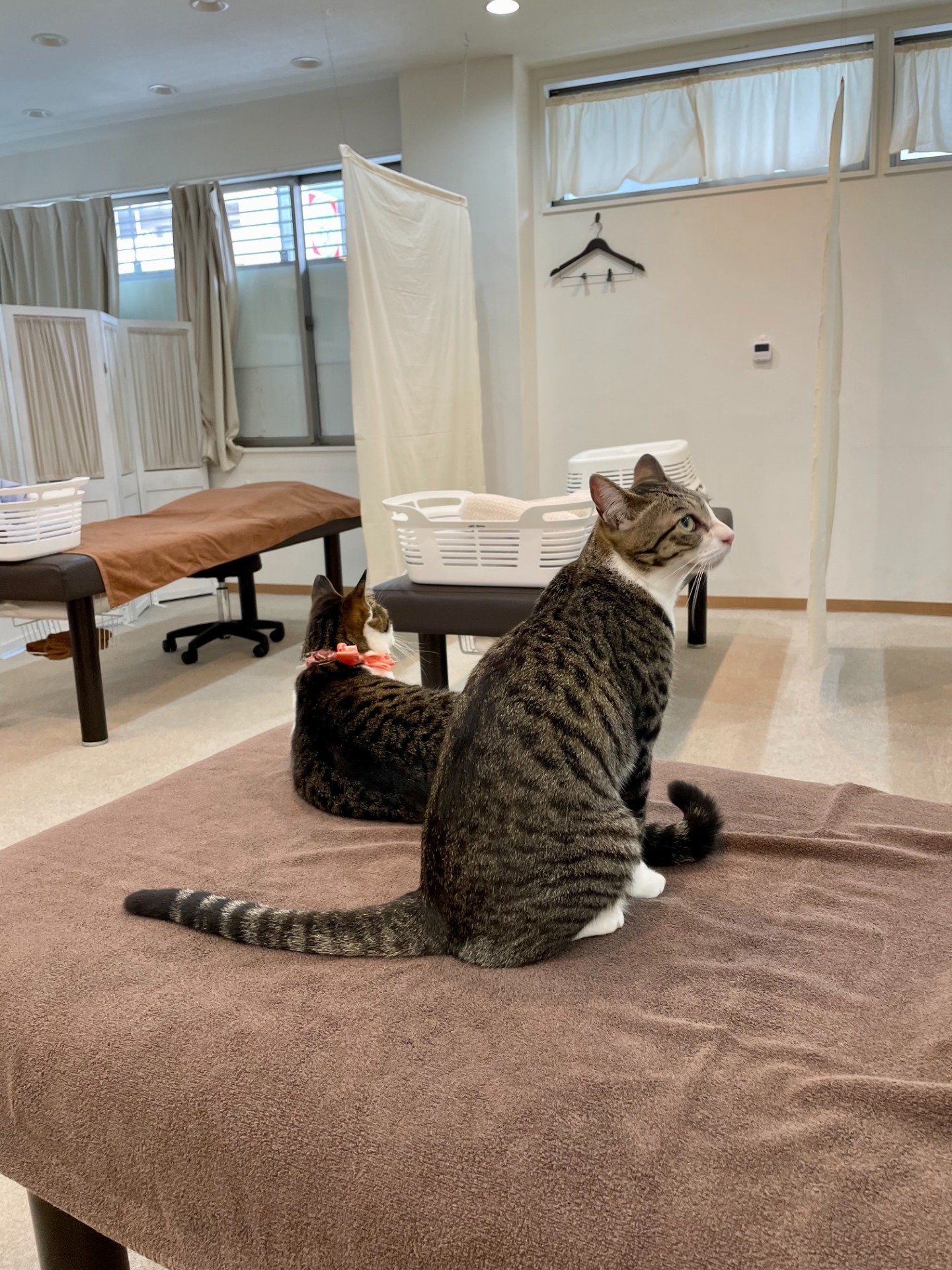 セラピスト募集 :: ほぐし処 癒し日和 整体 猫カフェ リラクゼーション